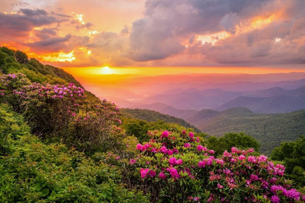 The Great Craggy Mountains along the Blue Ridge Parkway in North Carolina, USA with Catawba Rhododendron during a spring season sunset.