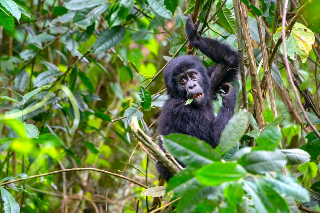 Young Mountain Gorilla (gorilla beringei beringei) in Bwindi Impenetrable Forest, Uganda.