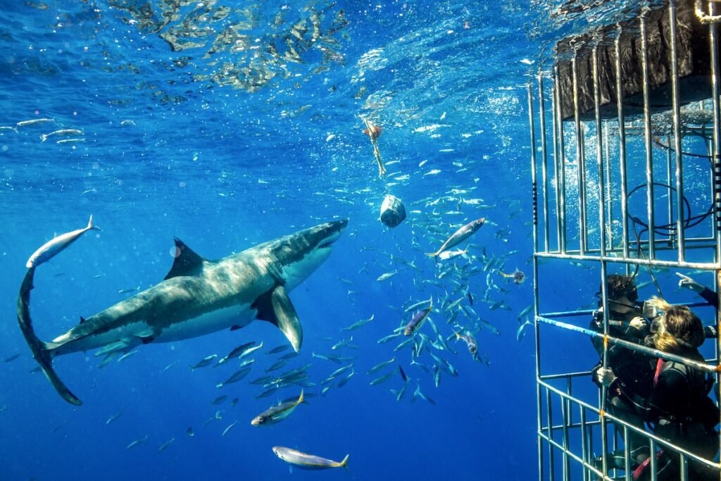 Cage Diving with great white sharks off the island of Guadalupe in Mexican waters of the Pacific Ocean