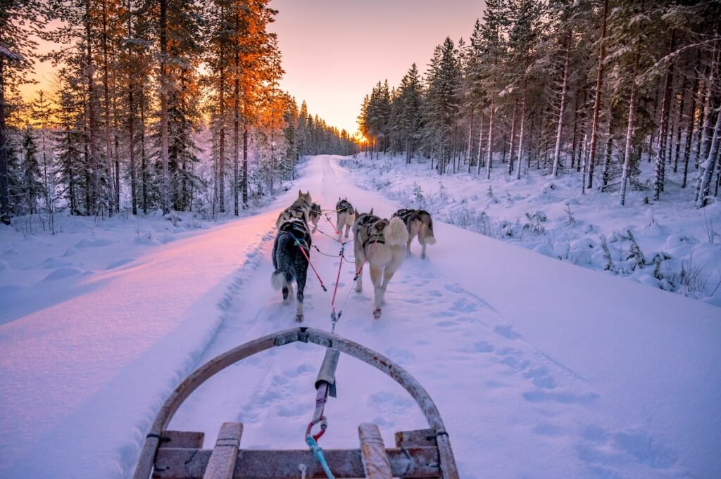 husky dog sleding during sunset, Lapland