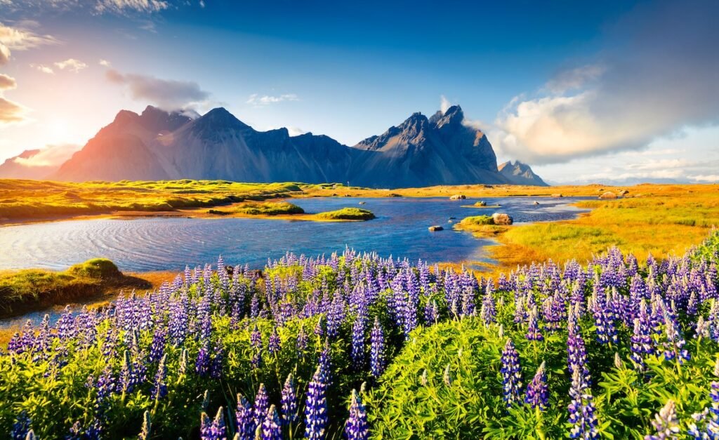 Blooming lupine flowers on the Stokksnes headland. Colorful summer view of the southeastern Icelandic coast with Vestrahorn (Batman Mountain). Iceland, Europe. Artistic style post processed. Europe