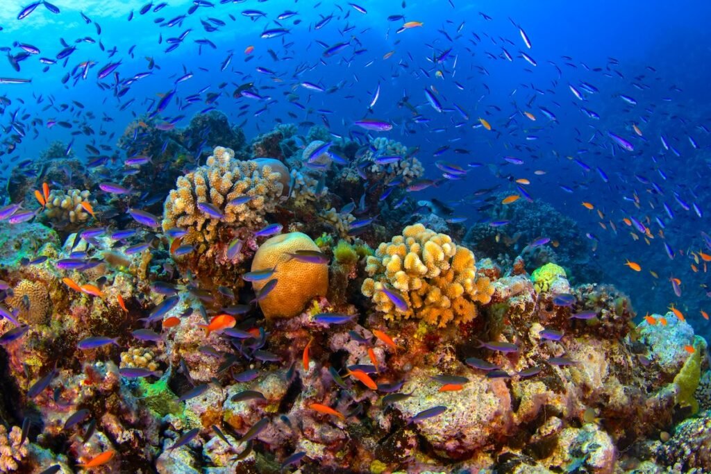 Reefscape with hard corals and tropical fish at the Bougainville Reef in Coral Sea Your Ultimate Guide to the Best Asian Summer Destinations in 2025