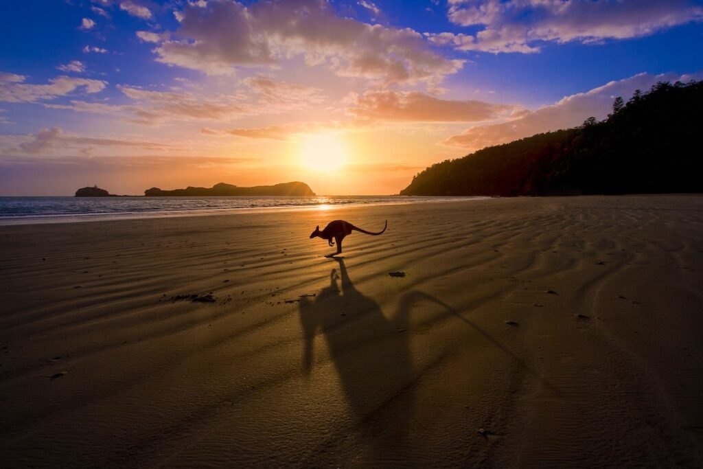 A kangaroo jumps in front of a sunrise over the beach in tropical north Queensland, creating a dramatic shadow in the foreground Experience The Magic Of Australia And Oceania Summer Getaway
