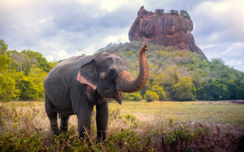 Elephant near Sigiriya lion rock fortress in Sigiriya, Sri Lanka
