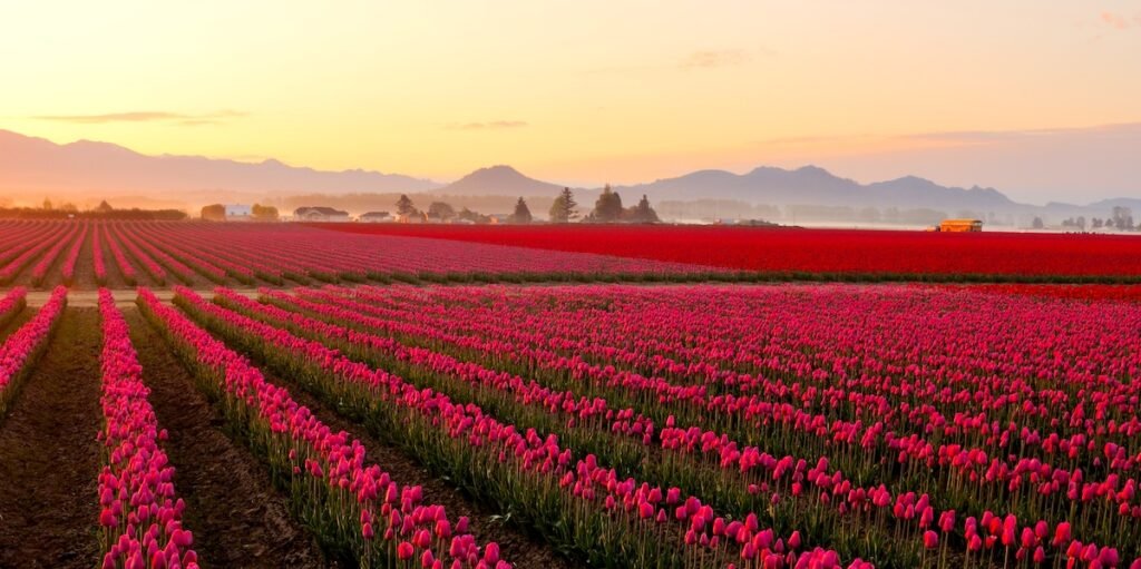 Skagit valley Tulip field at foggy sunrise, washington North American
