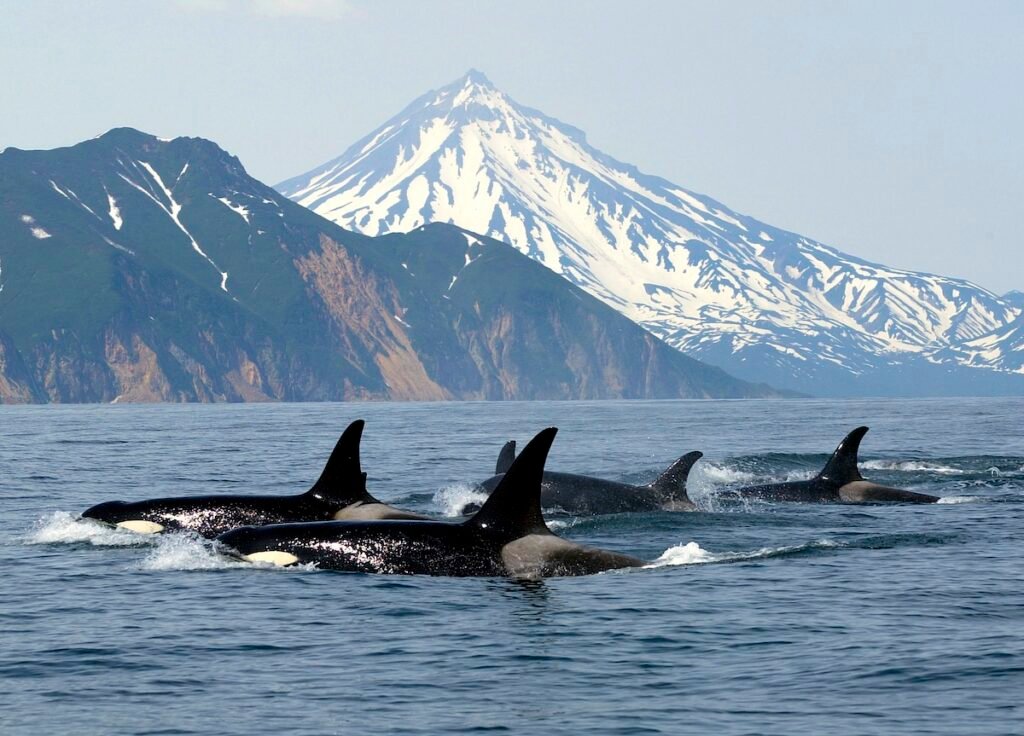 Vancouver Island North American