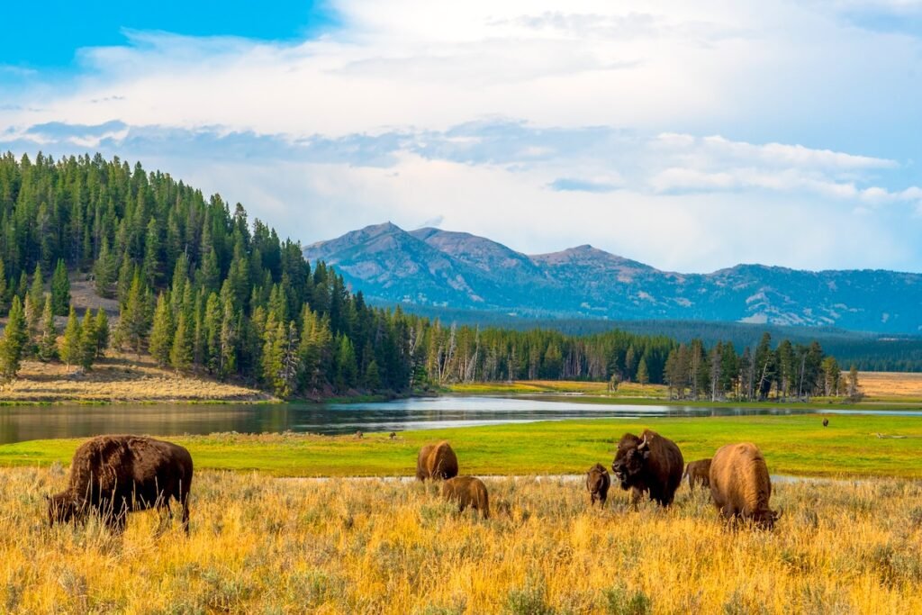 Buffalos grazing at Hayden Valley, Yellowstone, National Park, Wyoming, USA North American
