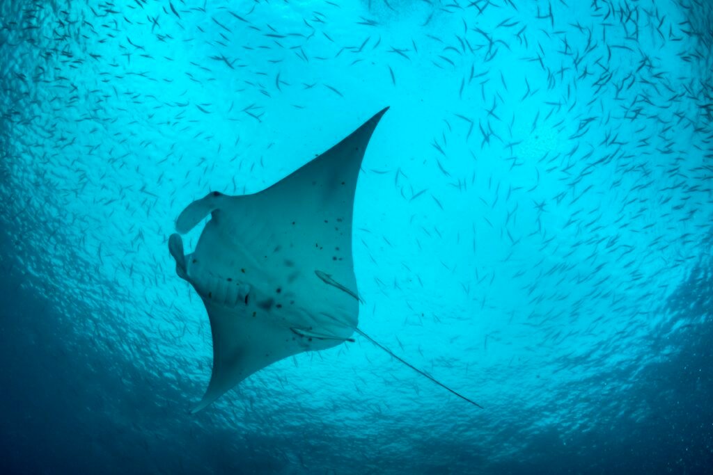 Manta ray feeding in the famous dive spot German Channel. Secluded Shores & Luxury Retreats: Best Tropical Getaway for You