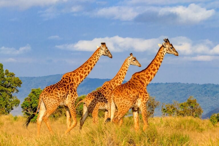 Group of giraffes walking in Ngorongoro Conservation Area in Tanzania. Wildlife of Africa
