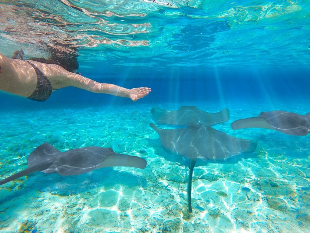 Swimming with rays
