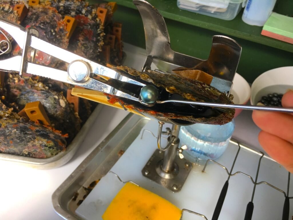 The Tahitian pearl (or black pearl) is an organic gem formed from the black lip oyster (Pinctada margaritifera). These pearls derive their name from the fact that they are primarily cultivated around the islands of French Polynesia, around Tahiti.