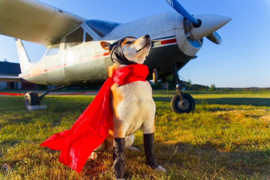 Funny photo of the Akita inu dog in a pilot suit at the airport Flying With Your Dog: How to Make Every Trip Comfortable & Stress-Free