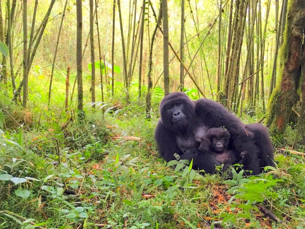 Gorilla trekking, Rwanda