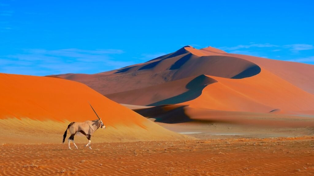 Namib-Naukluft national park, desert landscape, the highest world dunas.