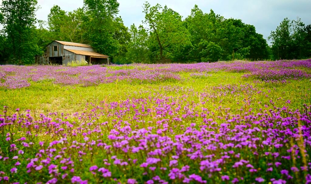 Texas wildflower field with old barn in background East Texas woodlands