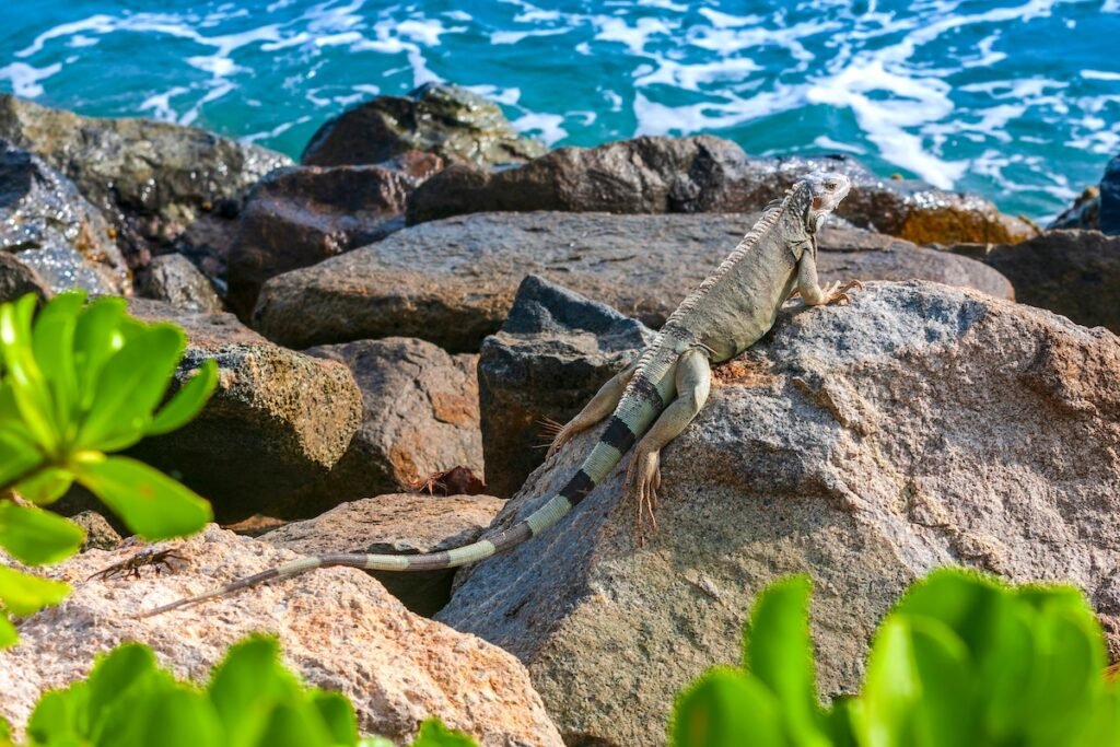 Aruba. An iguana resting on the rocks near the ocean, basking in the warm sun. The turquoise waters of the Caribbean Sea crash against the rocks in the background, while the lush green plants add to the tropical atmosphere of the scene.
