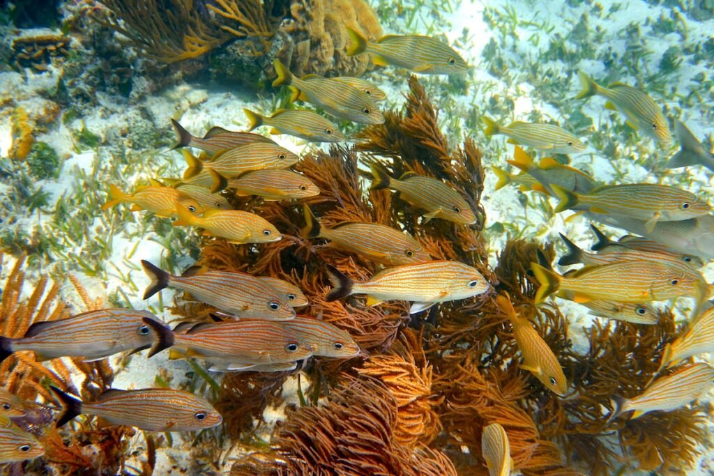 Mesoamerican barrier Great Mayan Reef grunt fishes in Riviera Maya Mexico